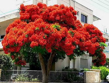 Цветущее дерево рядом с загородным домом