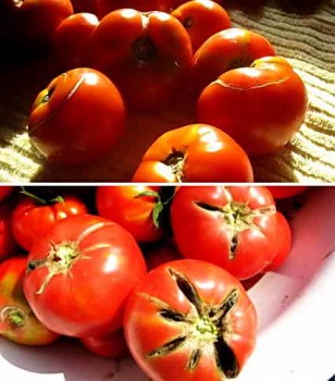 Трещины на поверхности томатов
