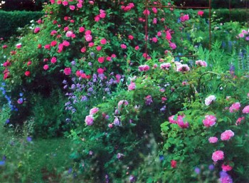 Садовые розы