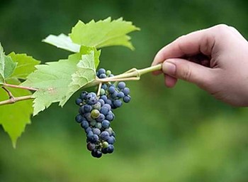 Мелкий виноград