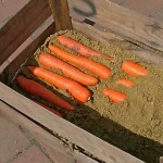 Морковь во влажном песке