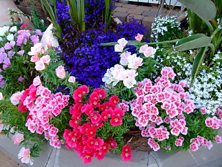 Выбираем однолетние и многолетние садовые цветы цветущие все лето