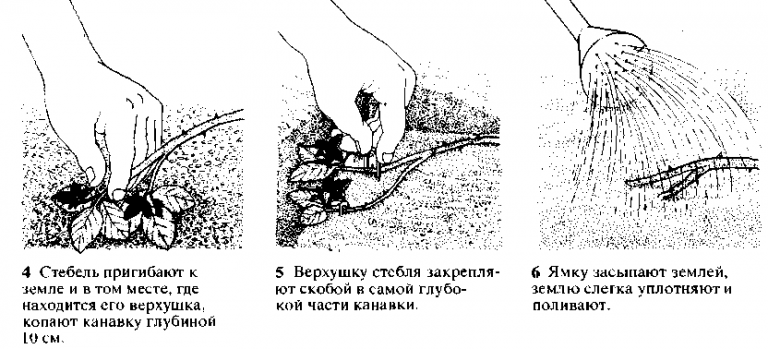 Как размножить ежевику черенками. Размножение малины Кумберленд черенками. Размножение малины отводками. Размножение ежевики отводками. Размножение малины Кумберленд.