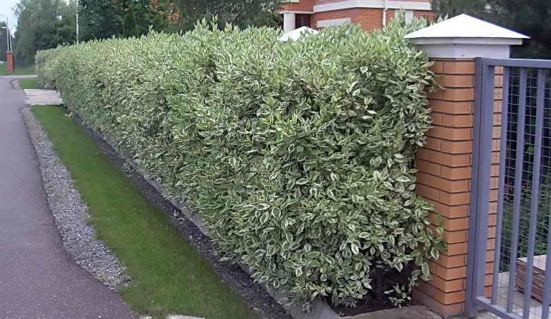 Дерен - растение которое можно посадить рядом с забором