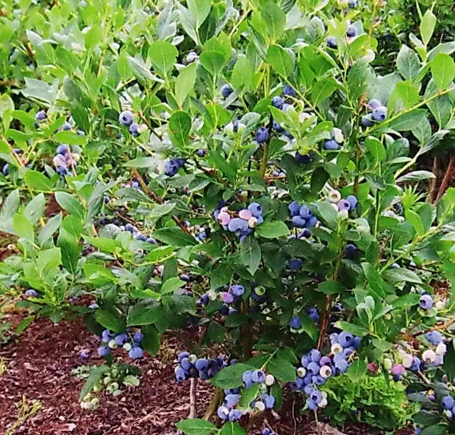 Голубика садовая посадка и уход. Голубика Садовая. Vaccinium corymbosum Bluecrop. Голубика высокорослая куст. Голубика Норт Кантри.