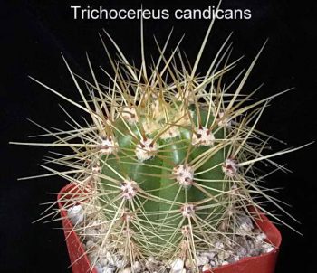 Ядовитый кактус вида трихоцереус