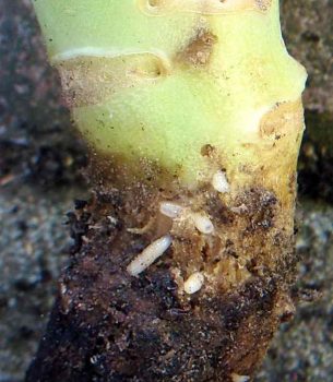 личинки капустной мухе в растении